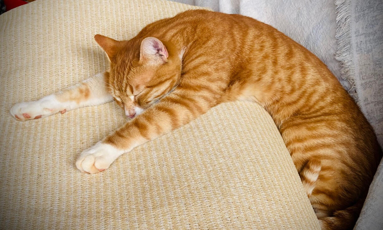 Some days all you can do is eat chocolate and wish you were a cat.